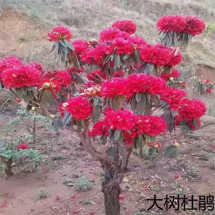 ƎXԹ-ʮִNľ-ɻʸ-ĘIrgL