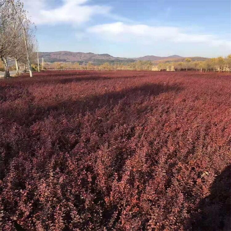 ~СС ~Сޱ |~СNֲ