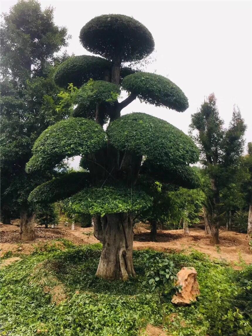 ɽϞ